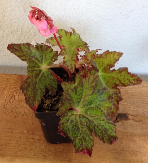 B. ‘Little Beaver’